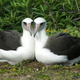 Illustration for article titled Nope, these birds are not lesbians